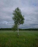 Betula verrucosa Ehrt