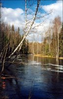 Betula verrucosa Ehrt