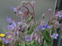 Borago officinalis L\.