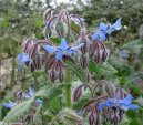 Borago officinalis L\.