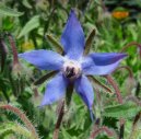 Borago officinalis L\.