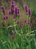 Stachys betonica