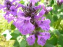 Stachys betonica