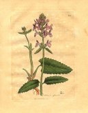 Stachys betonica