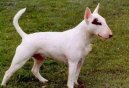 Bull Terrier