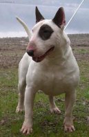 Bull Terrier