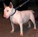 Bull Terrier