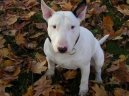 Bull Terrier