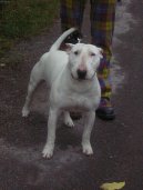 Bull Terrier