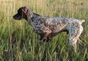 Braque du Bourbonnais, Bourbonnais Pointing Dog