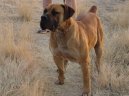 Boerboel