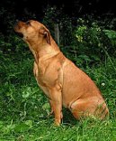 Boerboel