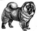 Chow chow \\\\\(Dog standard\\\\\)