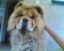 Chow Chow