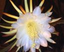 Cereus