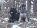 Black Russian Terrier