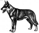 Czechoslovakian wolfdog