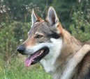 Czechoslovakian wolfdog