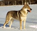 Czechoslovakian wolfdog