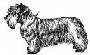 Czech Terrier