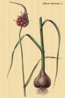 Allium sativum L\.