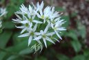 Allium ursinum L