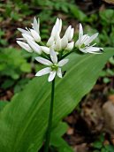 Allium ursinum L