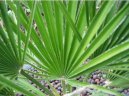 Chamaerops humilis