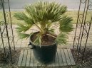 Chamaerops humilis