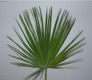 Chamaerops humilis