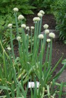 Allium fistulosum L\.