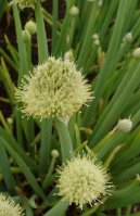 Allium cepa