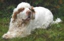 Clumber Spaniel