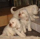 Clumber Spaniel