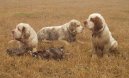 Clumber Spaniel