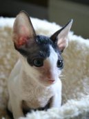 Cornish Rex