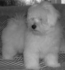 Coton de Tulear