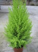 Cupressus macrocarpa