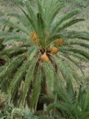 Phoenix canariensis