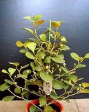 Ficus deltoidea  vrstevnat