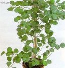 Ficus deltoidea  vrstevnat