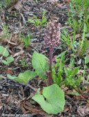 Petasites hybridus L\.