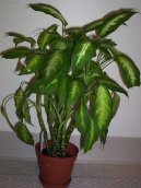 Dieffenbachia amoena