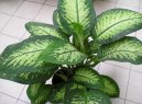 Dieffenbachia amoena