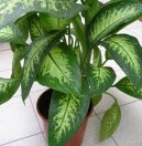 Dieffenbachia amoena