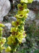 Verbascum thapsiforme Schrad\., Verbascum phlomoides L