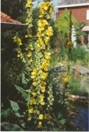 Verbascum thapsiforme Schrad\., Verbascum phlomoides L