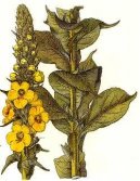 Verbascum thapsiforme Schrad\., Verbascum phlomoides L