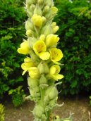 Verbascum thapsiforme Schrad\., Verbascum phlomoides L