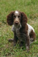 Epagneul de Pont-Audemer, Spaniel de Pont-Audemer